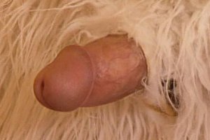 欧美old性爱